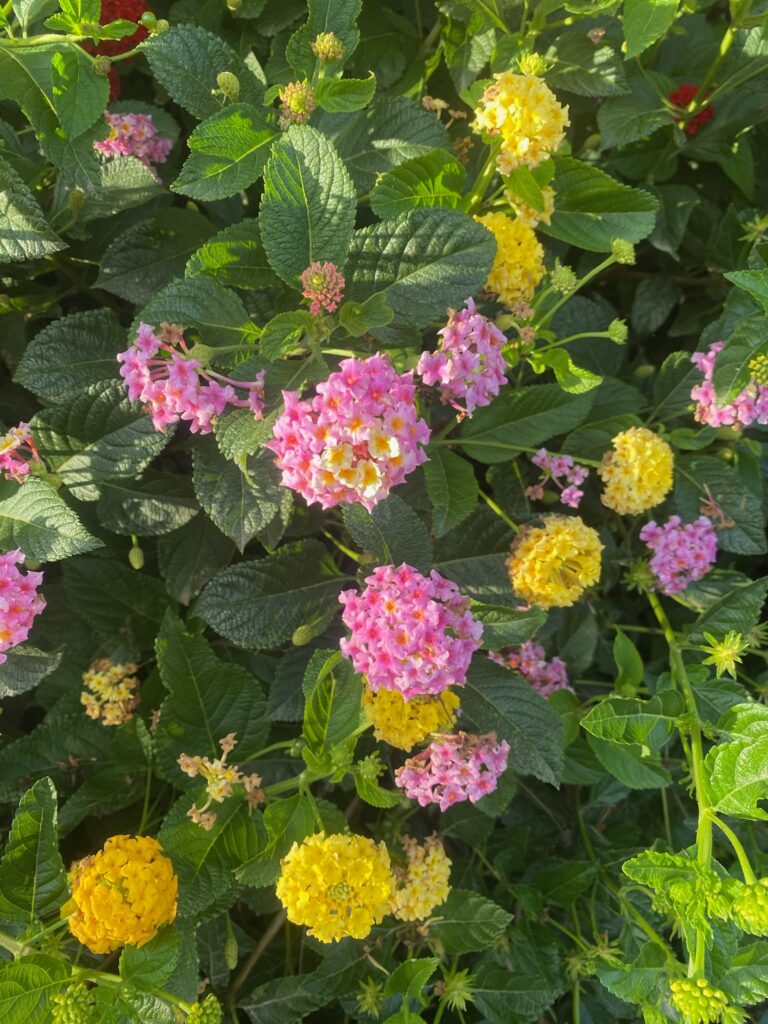 Photo homepage 3 IMG 0988 768x1024